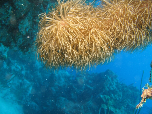 Belize