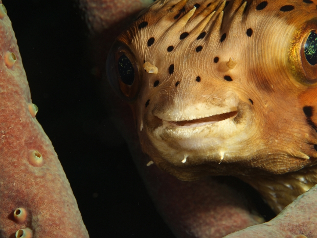 Bonaire (latest)