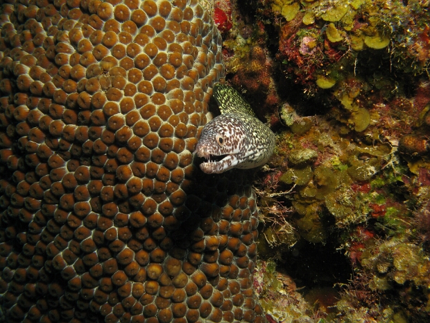 2007