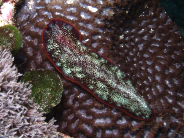 Palau 2006