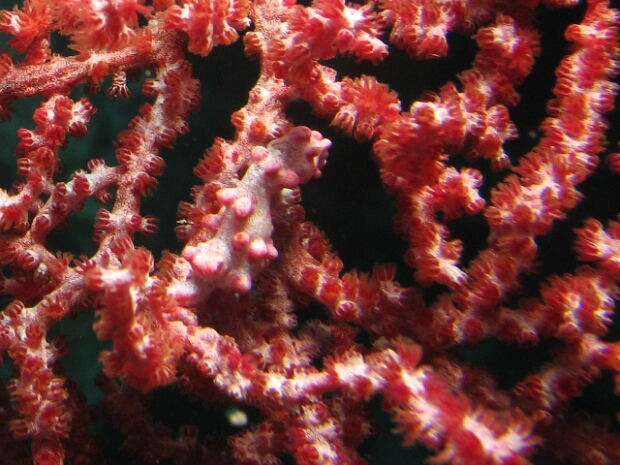 Wakatobi 2006