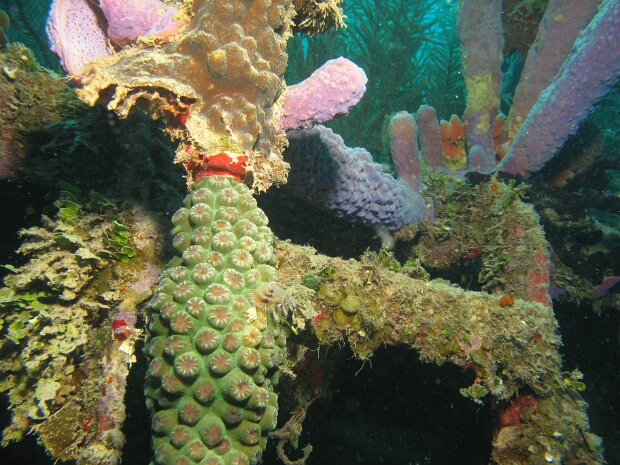 Roatan